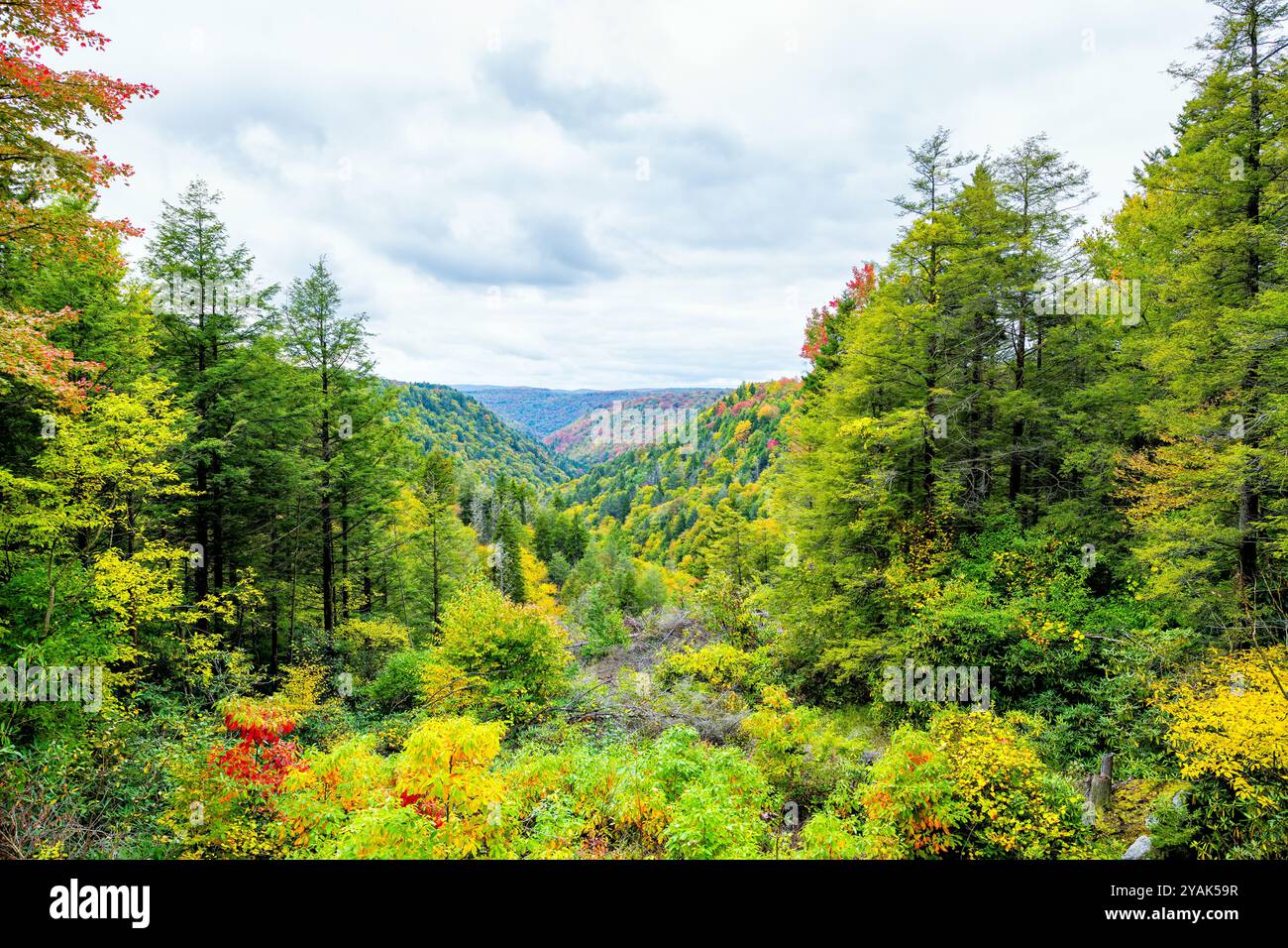 Allegheny mountains in autumn fall season, colorful yellow red foliage ...