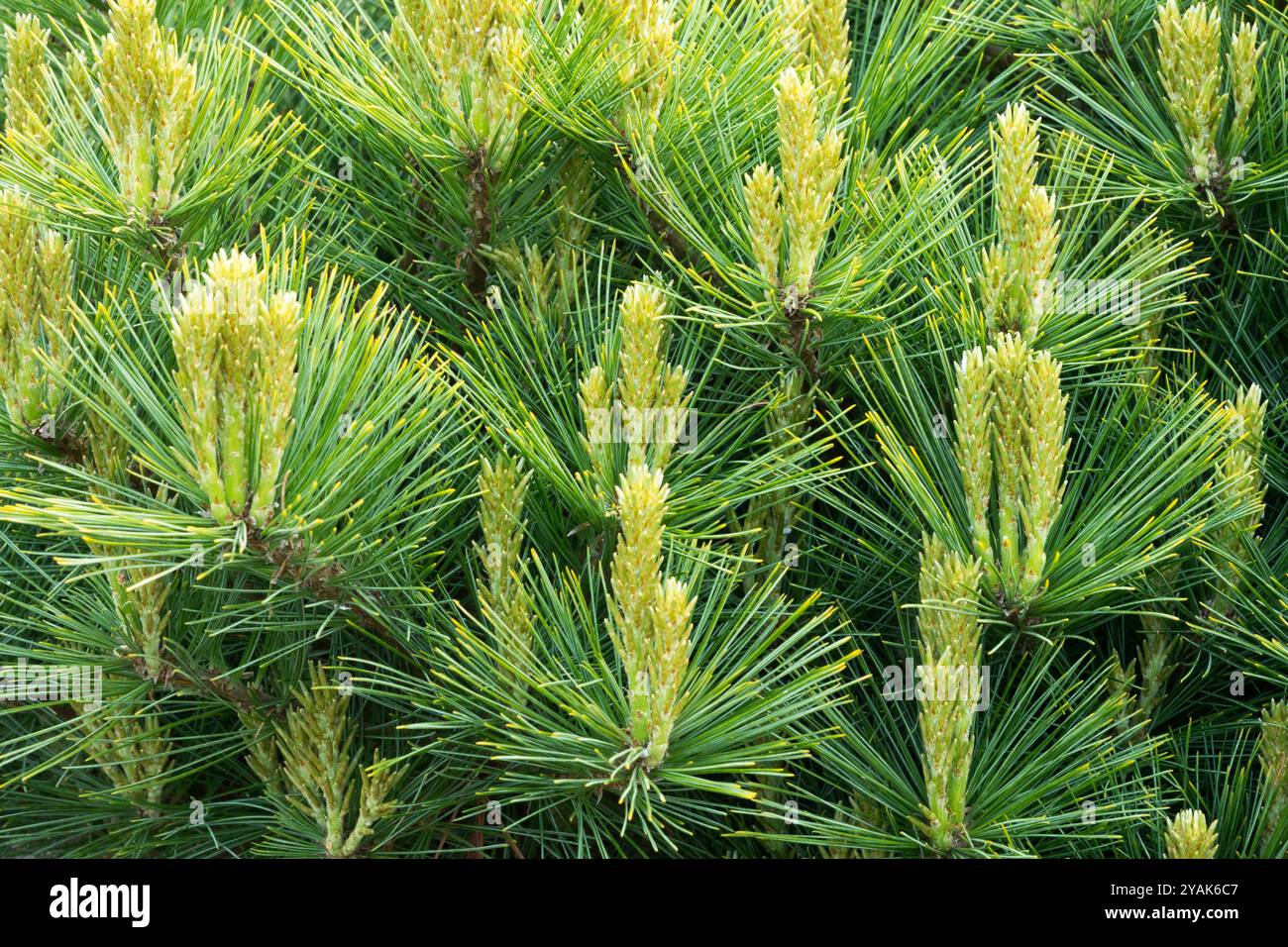 White Pine Fact Sheet Eastern White Pine Tree