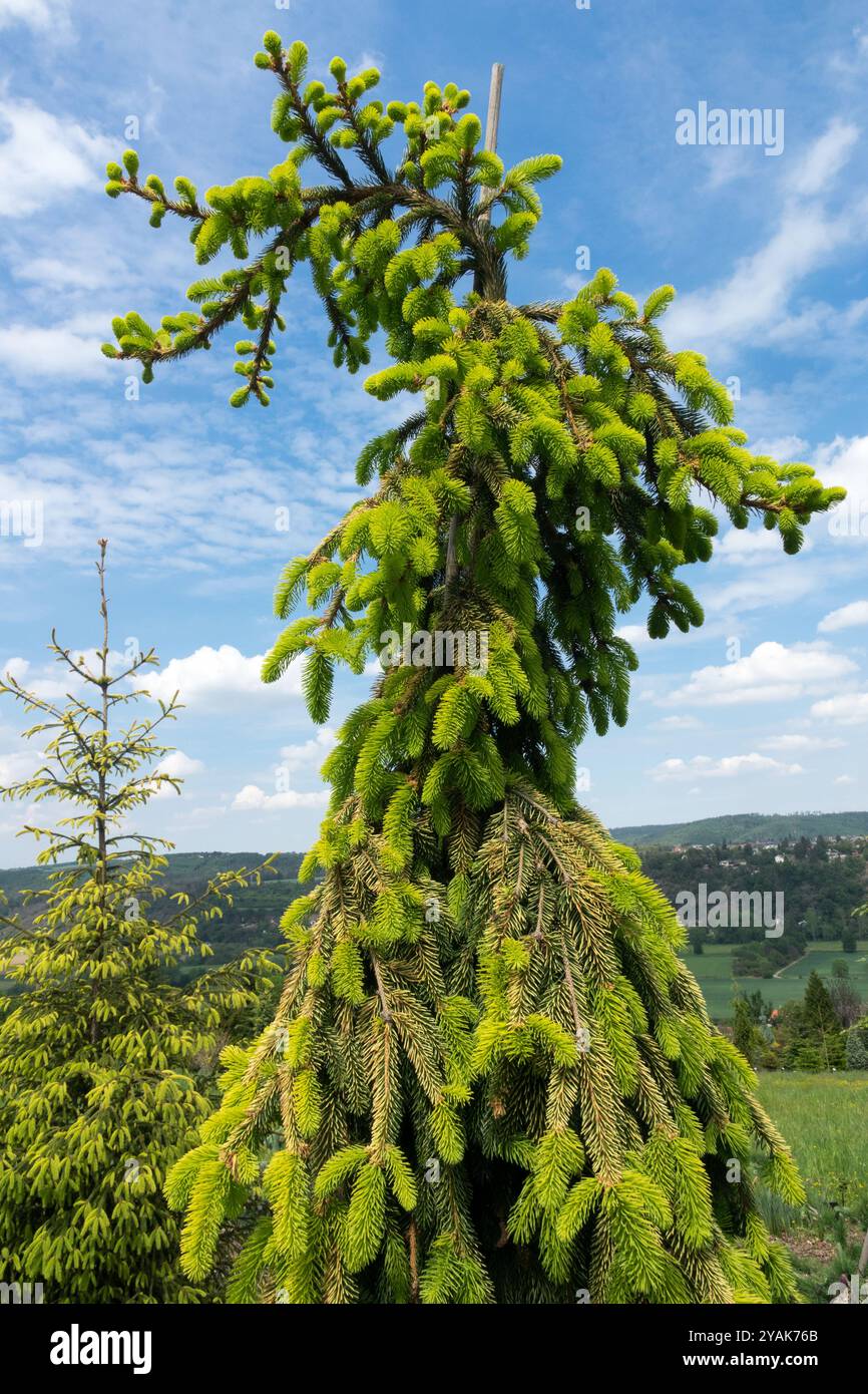 Norway Spruce Tree Picea abies 'Gold Drift'' Stock Photo