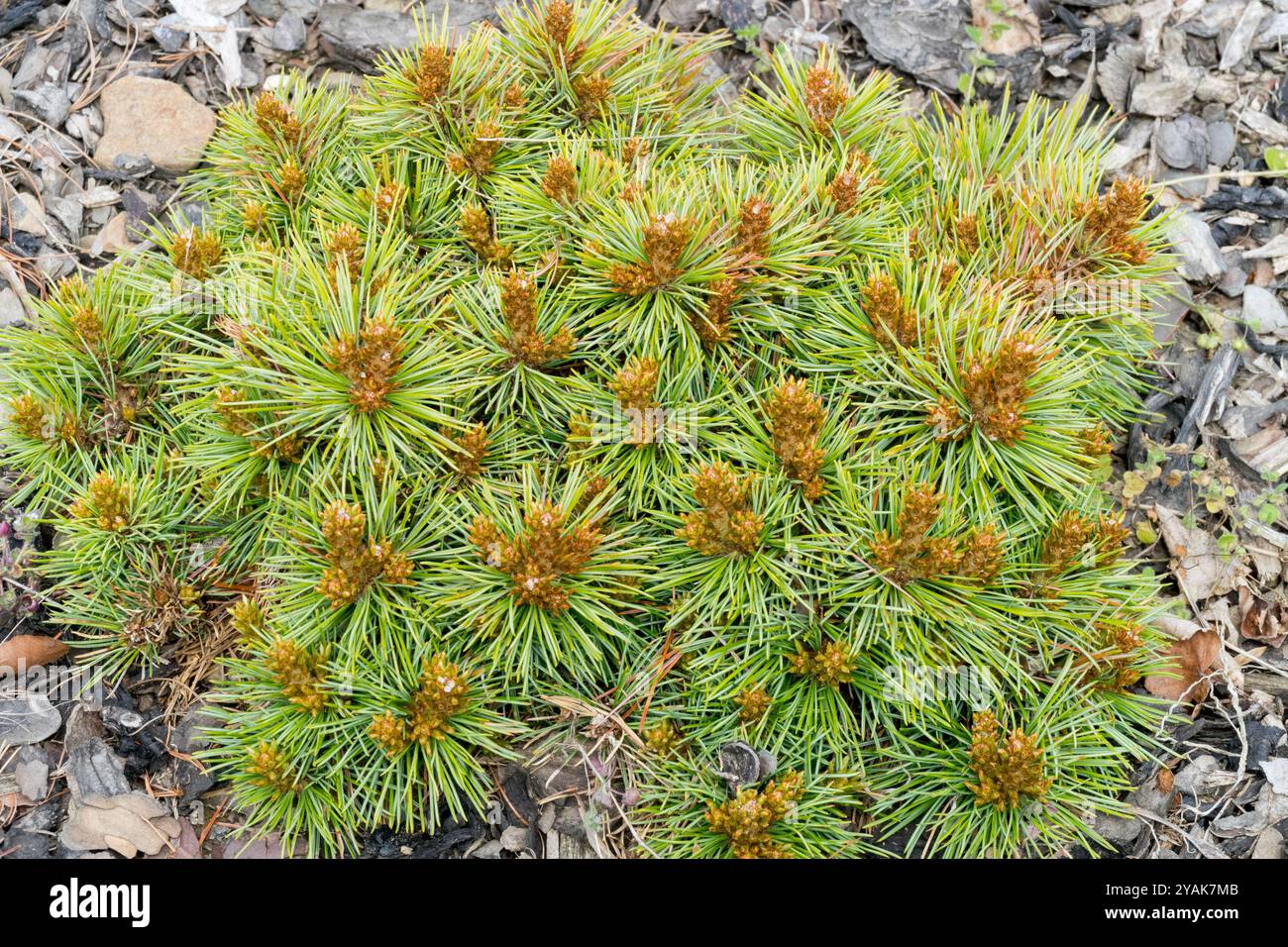 Pinus koraiensis "Gee Broom" Compressed Spherical Dwarfed Dwarf cultivar Alpine Rockery Rock Rocky Ground Rockeries Stock Photo