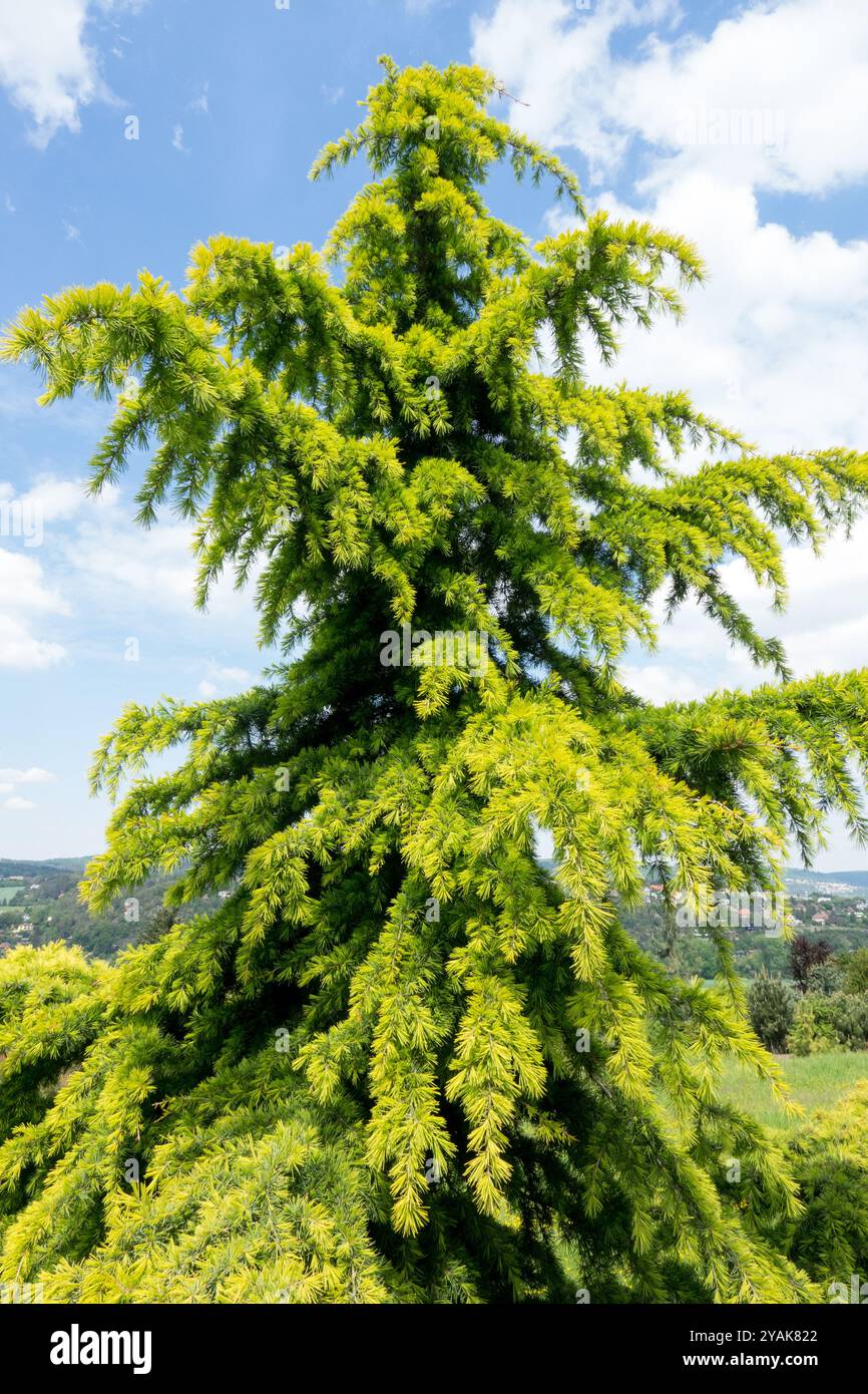 Himalayan Deodar Cedar Tree Cedrus deodara 'Aurea' golden yellow spring foliage Stock Photo
