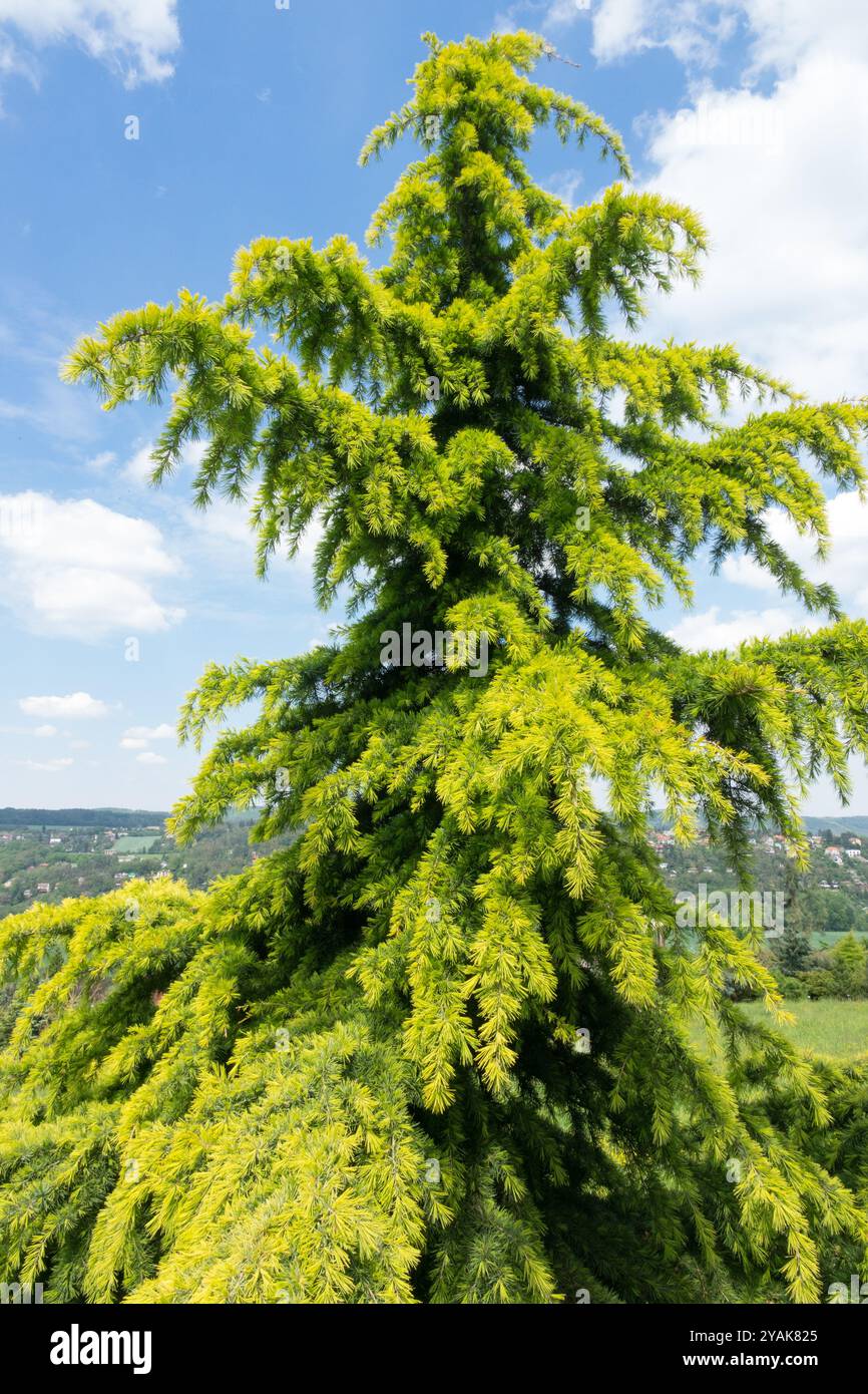 Himalayan Deodar Cedar Tree Cedrus deodara 'Aurea' Stock Photo