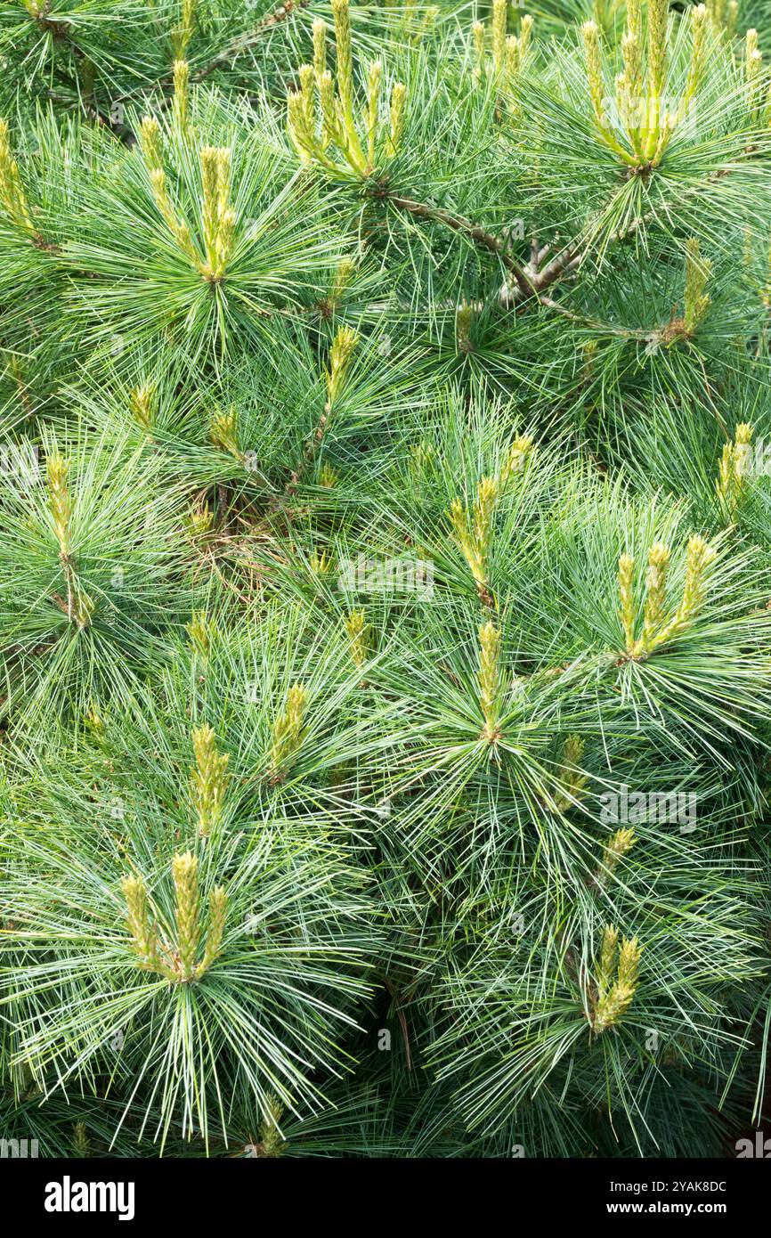 Eastern White Pine Weymouth Pine, Pinus strobus 'Dwerg' Foliage Needles Stock Photo