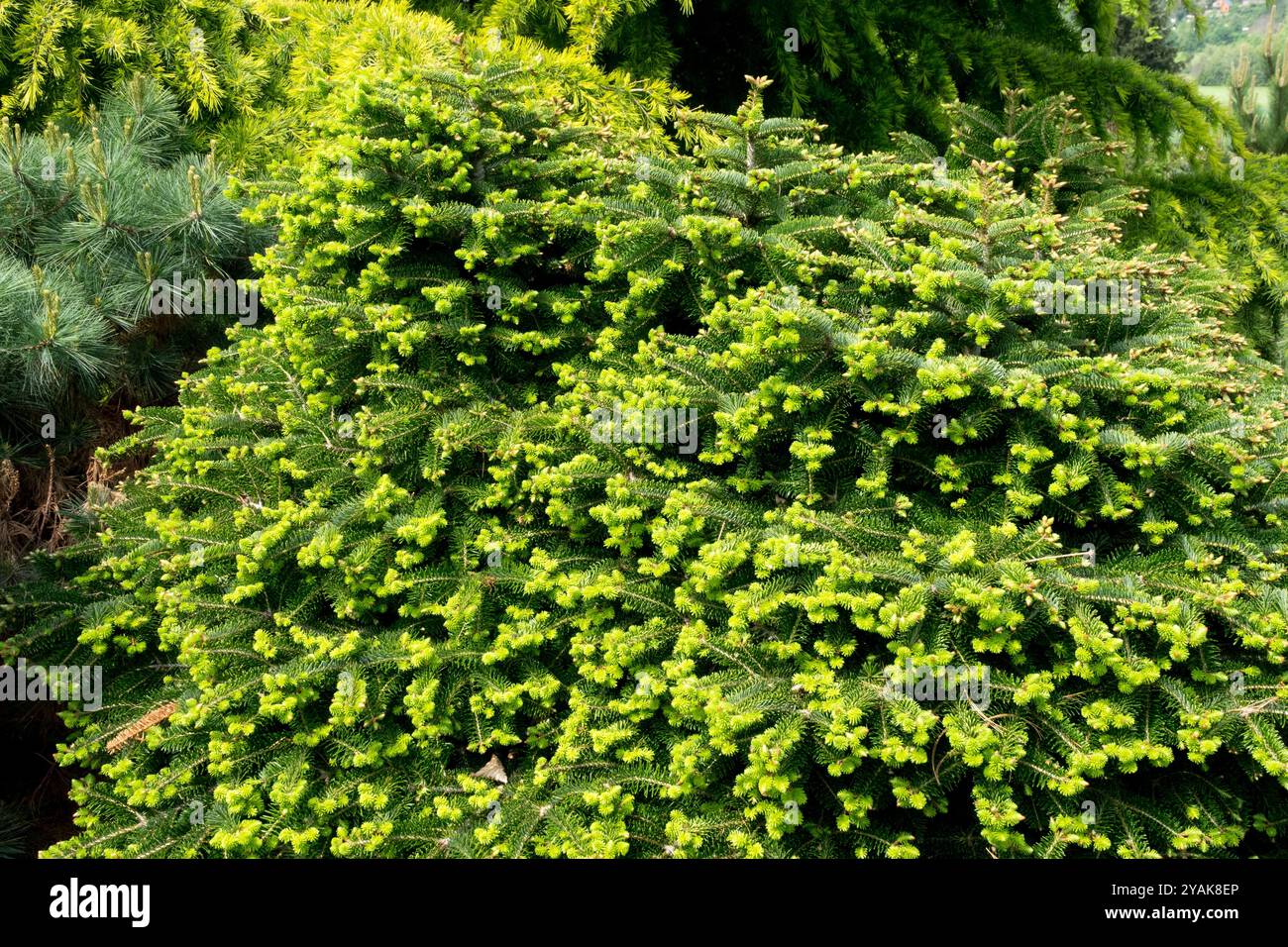 Abies alba 