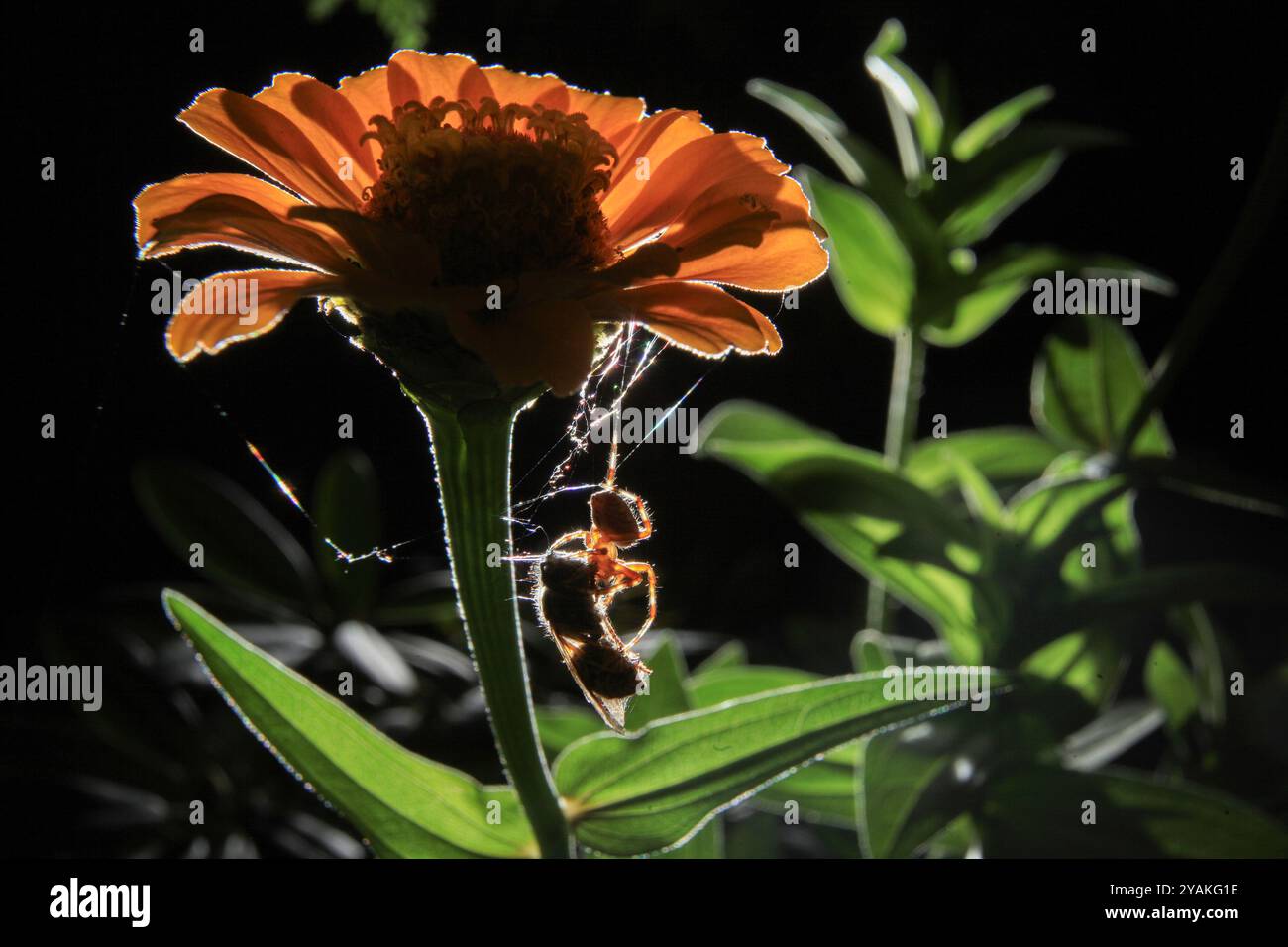 SEATTLE, WASH., U.S. - SEPT. 12, 2014: An orb weaver spider wraps up a yellow jacket caught in its web under a zinnia flower in Seattle, Wash. Stock Photo