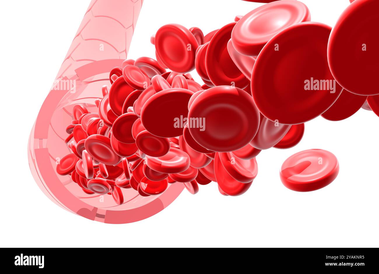 3D illustration of artery or vein with the movement of red blood cells ...
