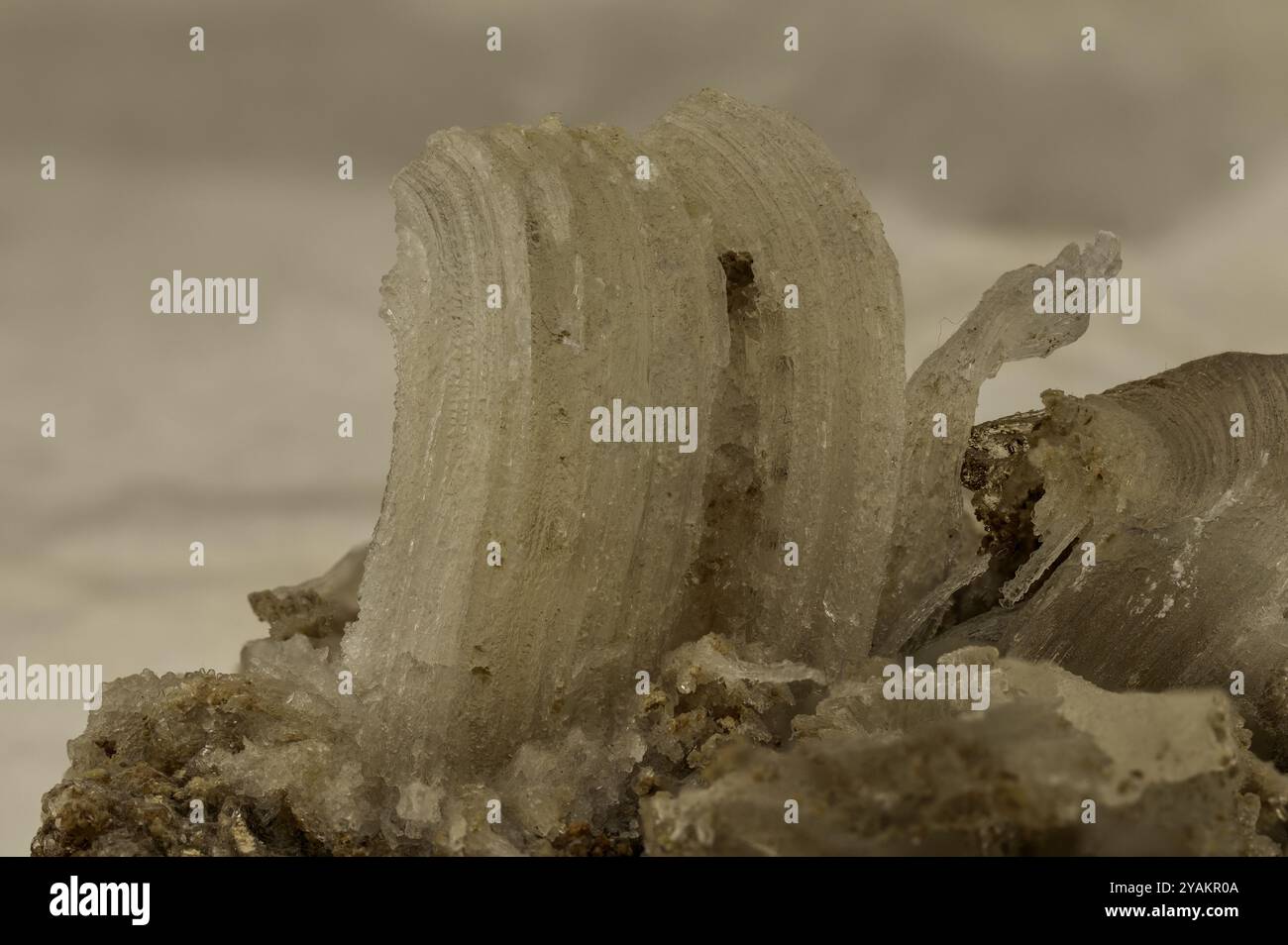 Fibrous structures hi-res stock photography and images - Alamy