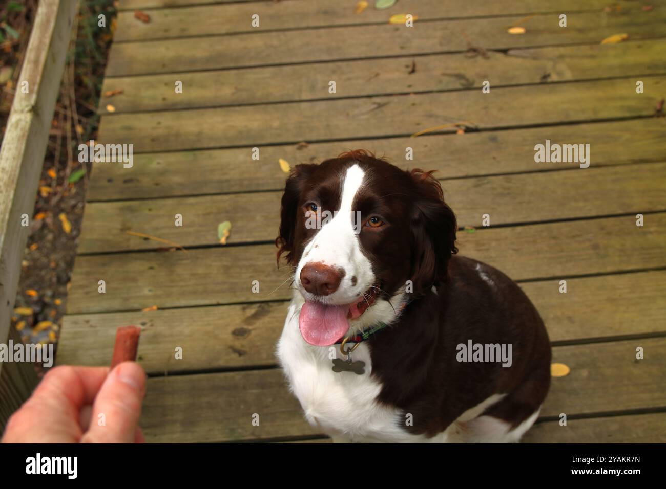 Good Doggy Sits For Her Treat During Dog Training Stock Photo