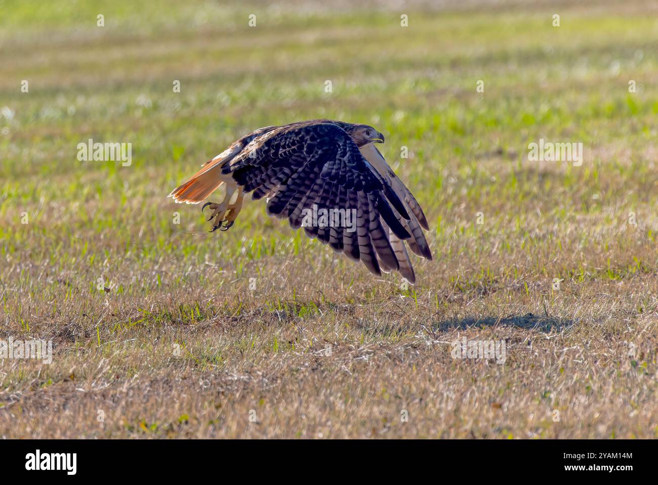 The red-tailed hawk (Buteo jamaicensis) in flight Stock Photo - Alamy