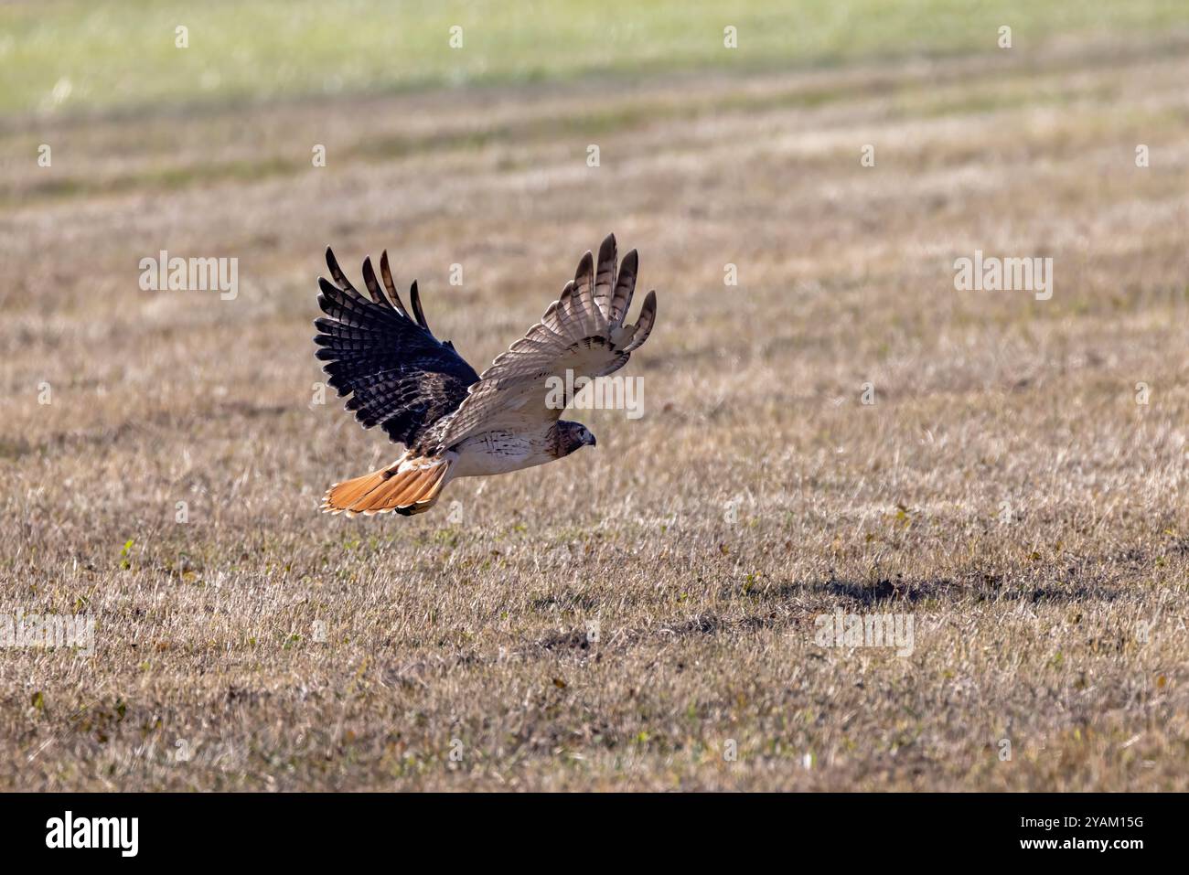 The red-tailed hawk (Buteo jamaicensis) in flight Stock Photo - Alamy