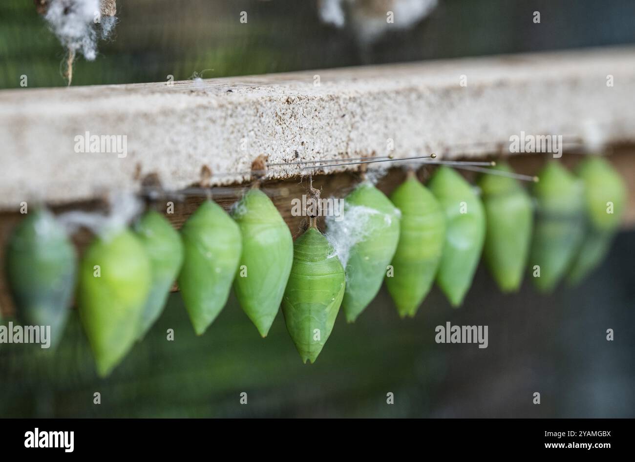 Row of green cocoons with needles attached to a wooden frame, butterflies, Butterfly House, Botanical Garden or Botanisk Have, University, Copenhagen Stock Photo