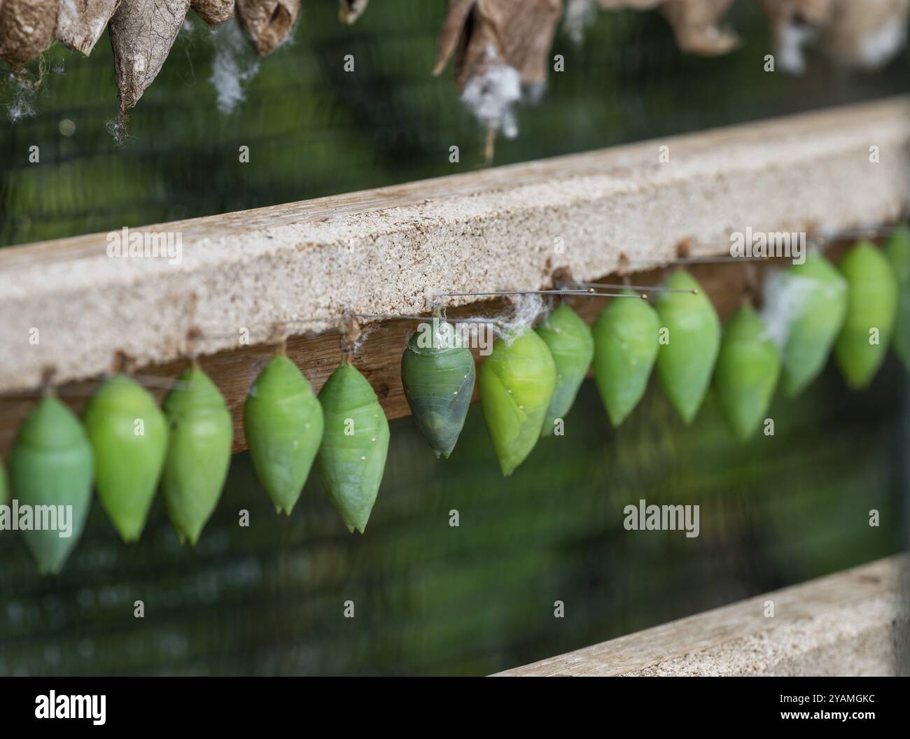 Green cocoons hanging from a wooden frame, Butterfly House, Botanical Garden or Botanisk Have, University of Copenhagen, Denmark, Europe Stock Photo