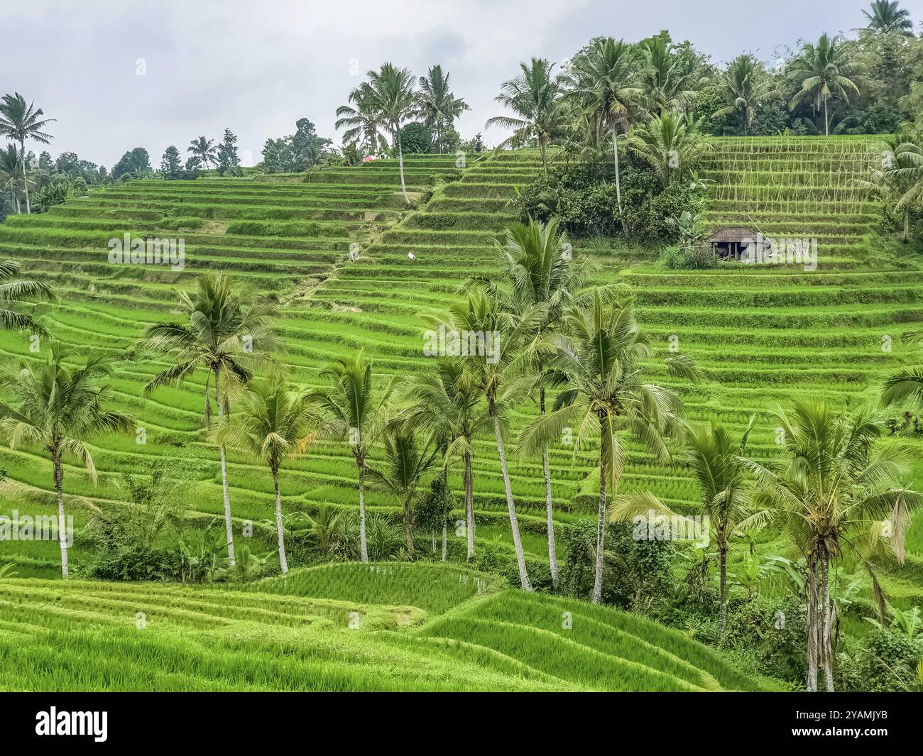 Panorama view on rice terraces Jatiluwih, Bali, Indonesia, Asia Stock Photo