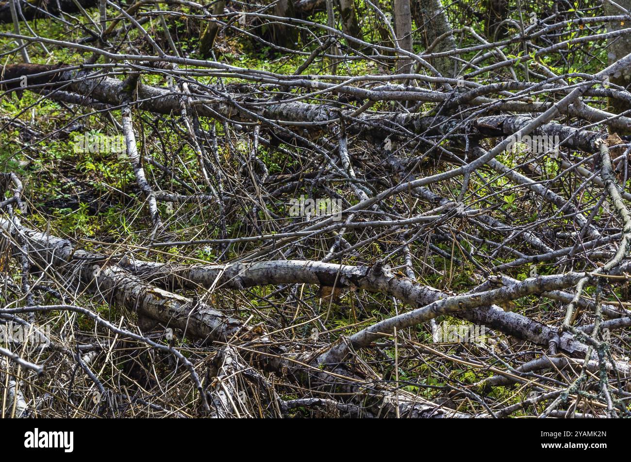 Closeup shot trees in forest hi-res stock photography and images - Alamy