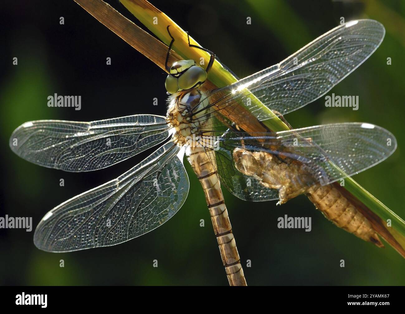 Backlit damselfly hi-res stock photography and images - Alamy