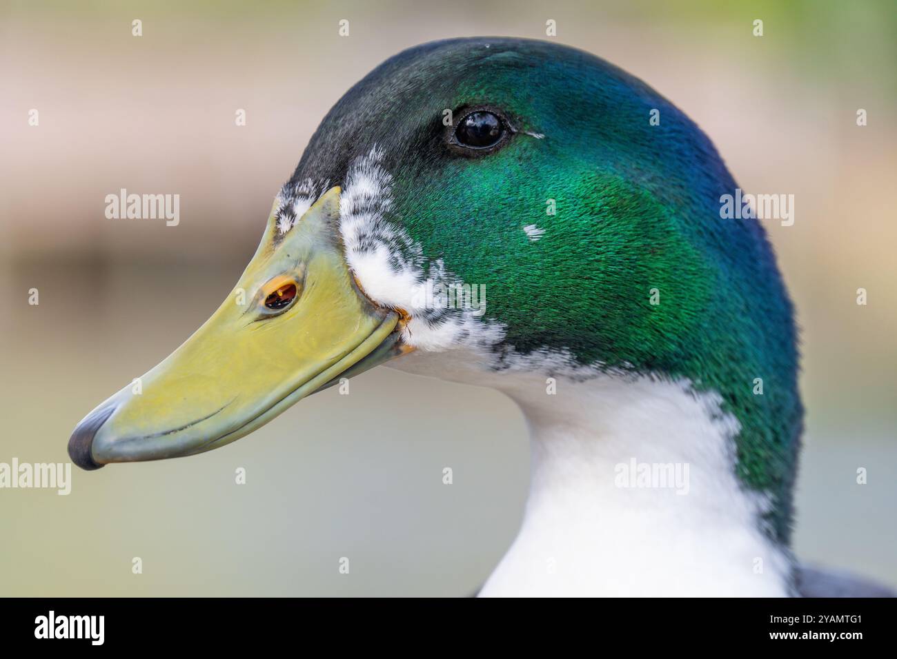 Close-up view of a mallard (Anas platyrhynchos) at Bird Island Park in Ponte Vedra Beach, Florida. (USA) Stock Photo