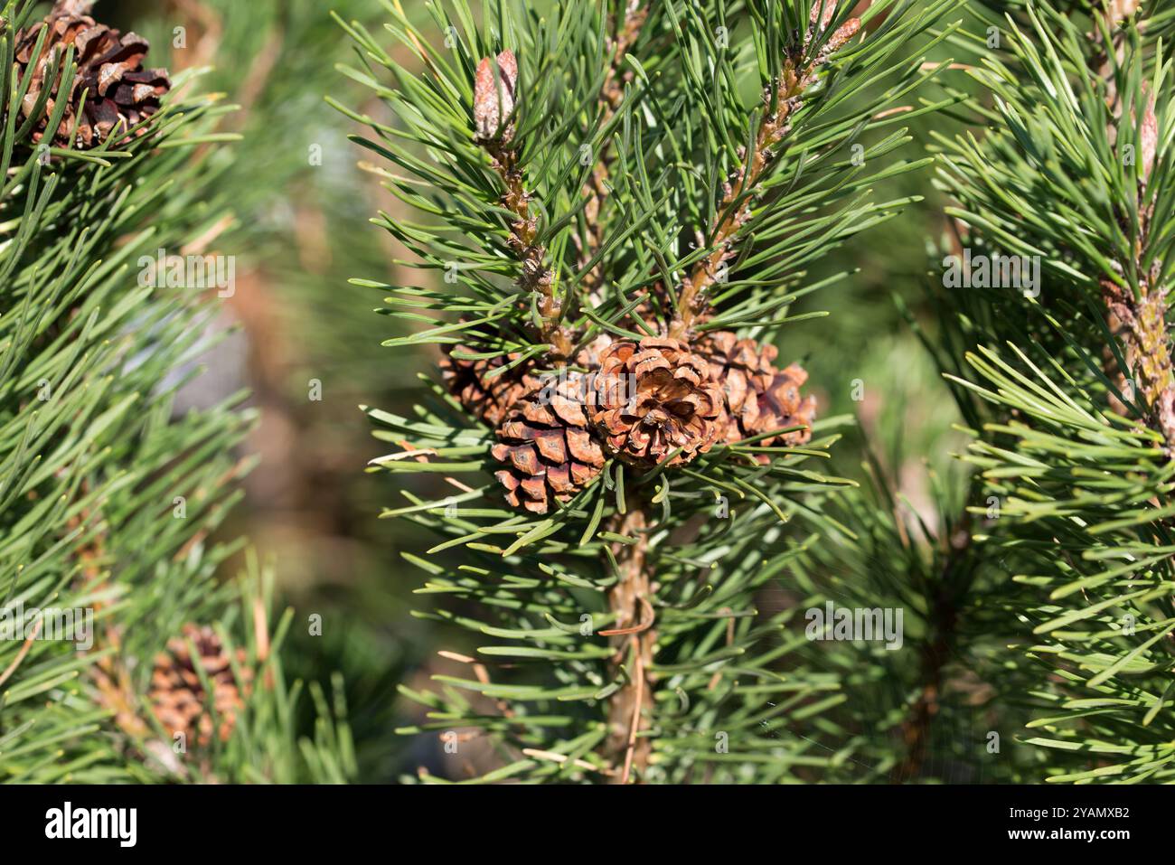 mountain pine cones on twig closeup selective focus Stock Photo