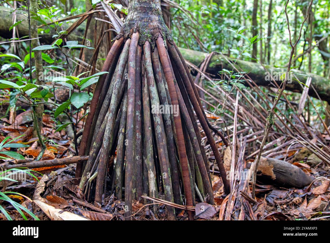 The roots of the pandanus tectorius tree Stock Photo
