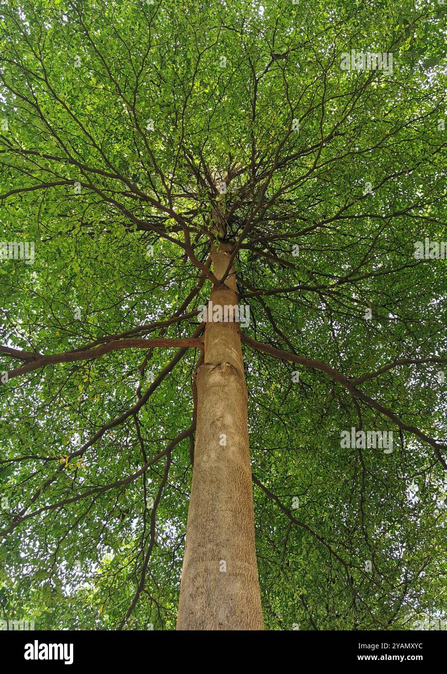 Tree in Bandung - Smartphone Captured Stock Image