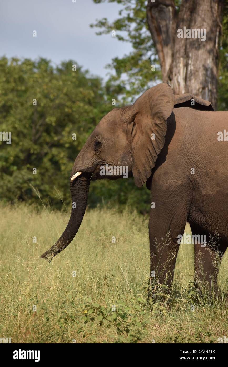 Life in nature hi-res stock photography and images - Alamy