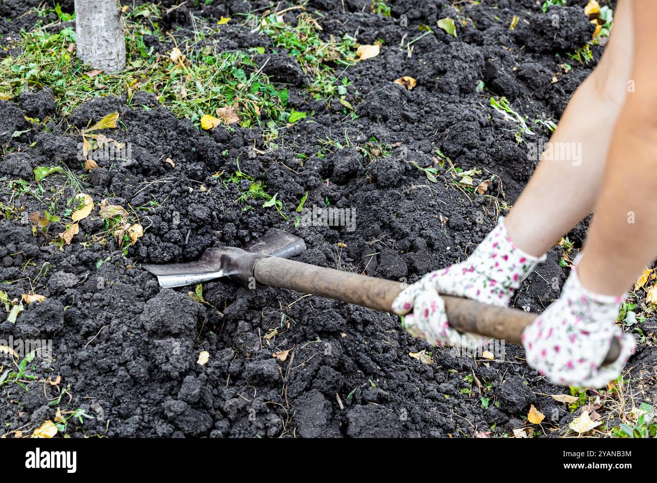a man digs soil in a garden with a shovel, first person view. dig up the soil in the garden. man with a shovel. dig around a tree Stock Photo