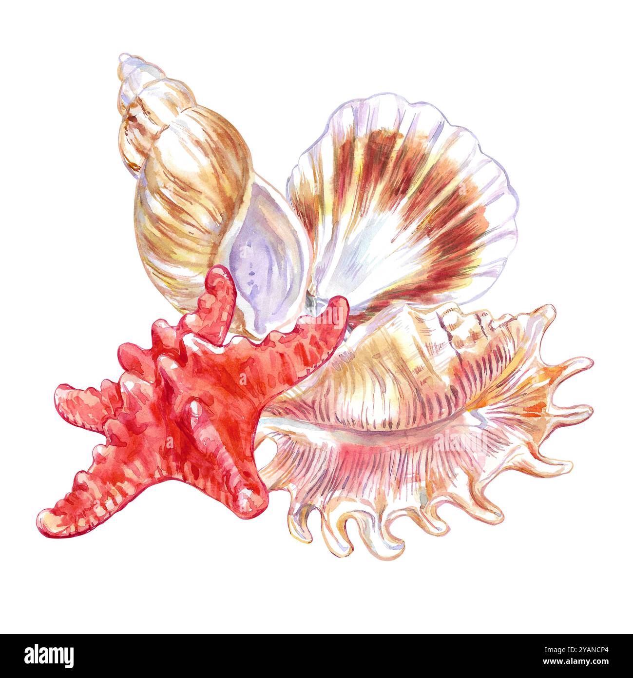 Seashell composition of Scorpion Spider Conch, Rosy Wolf snail, Calico ...