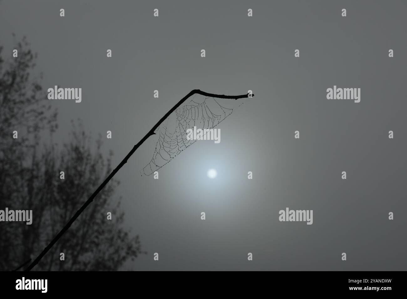 Spider web in the grass. Water drops on spider web Stock Photo