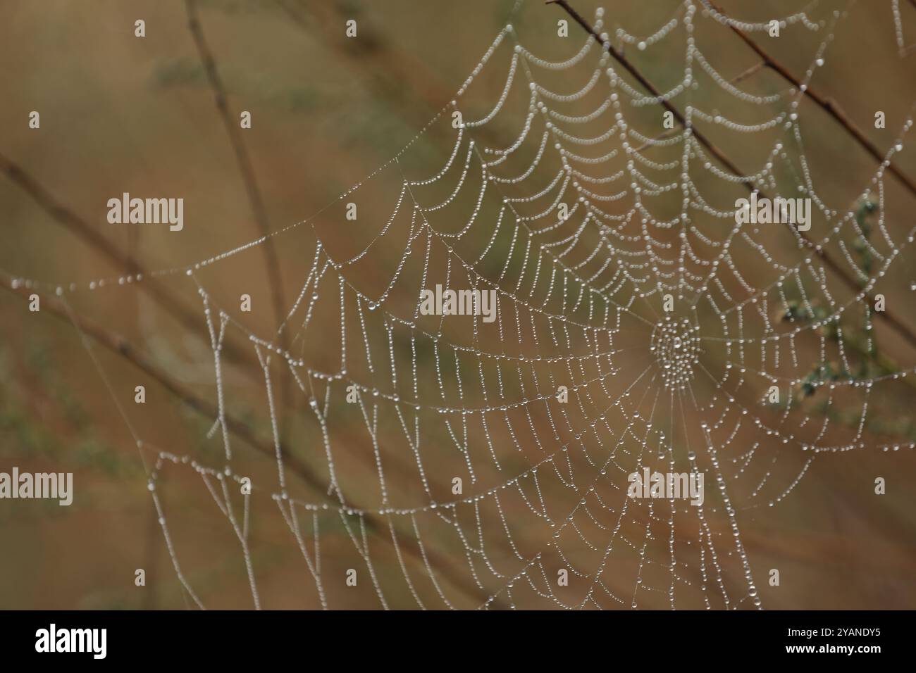 Spider web in the grass. Water drops on spider web Stock Photo
