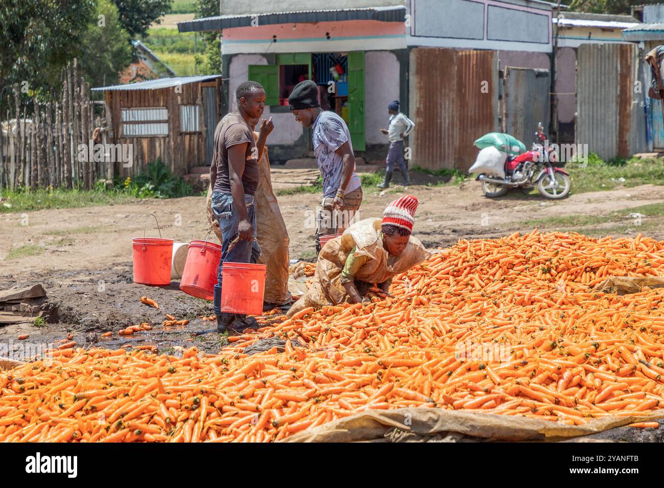Carrots Getting Washed Local women washing a carrot crop before it get s bagged an taken off ...