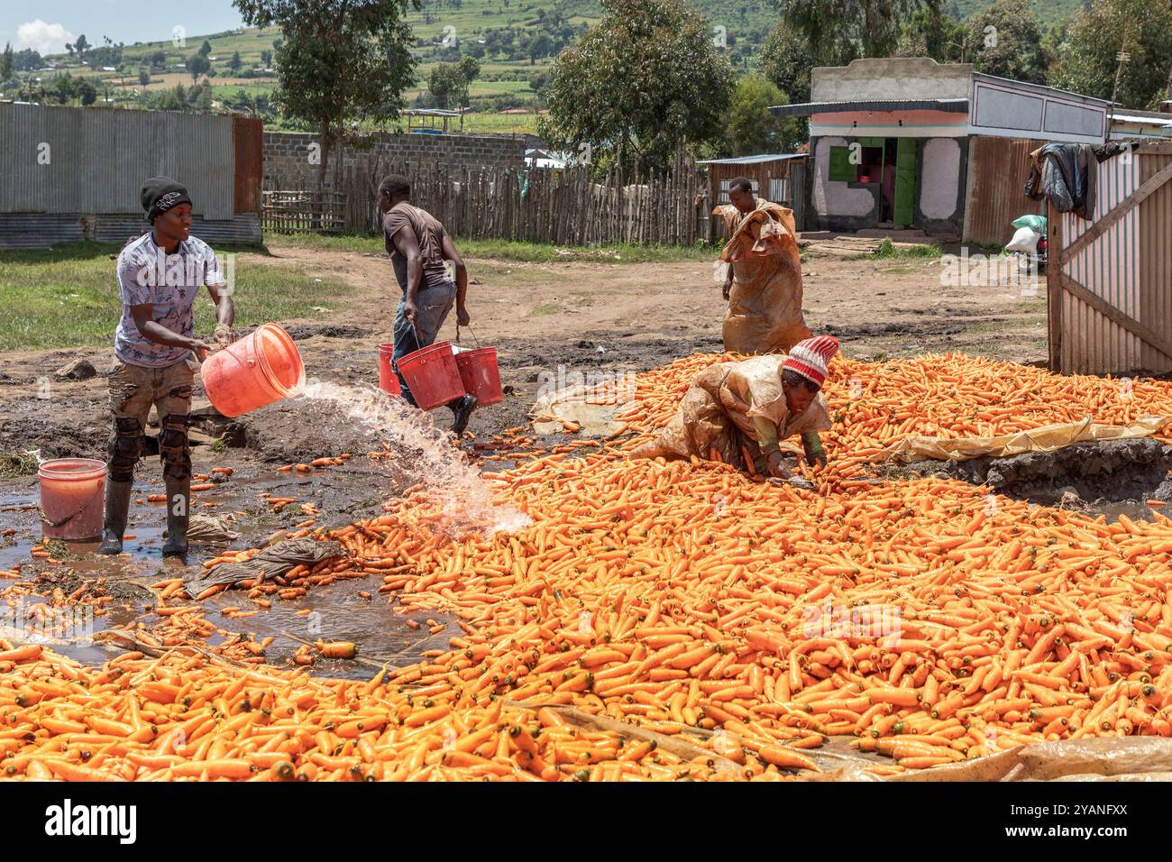 Carrots Getting Washed Wash vegetables before use hi-res stock photography and images - Alamy