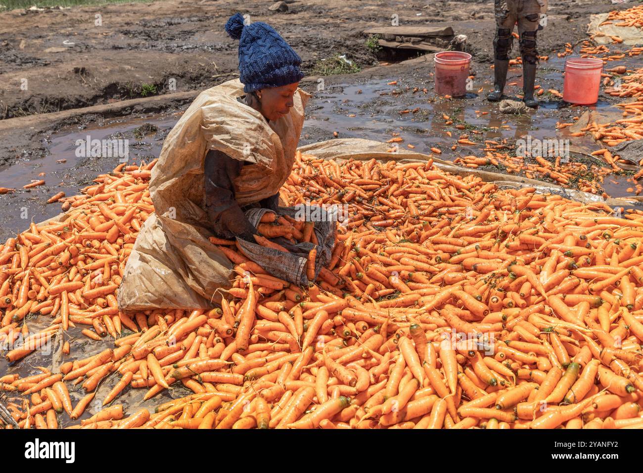 Carrots Getting Washed Washing root hi-res stock photography and images - Alamy