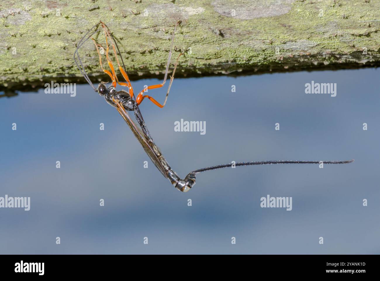 Wasp egg hi-res stock photography and images - Alamy