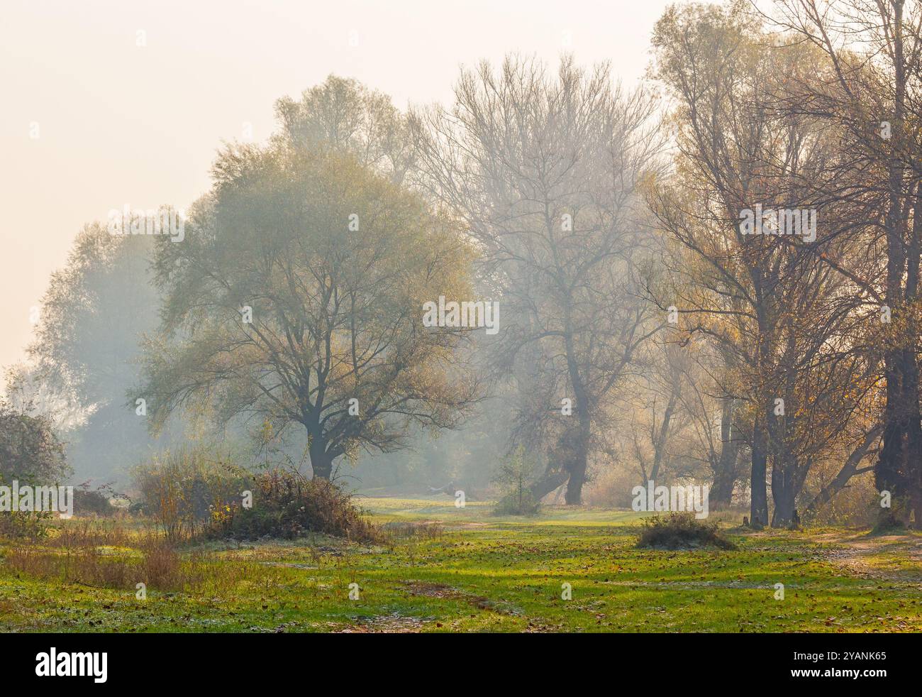 landscape with trees on a misty morning in autumn. nature scenery late fall season. foggy outdoor natural environment Stock Photo