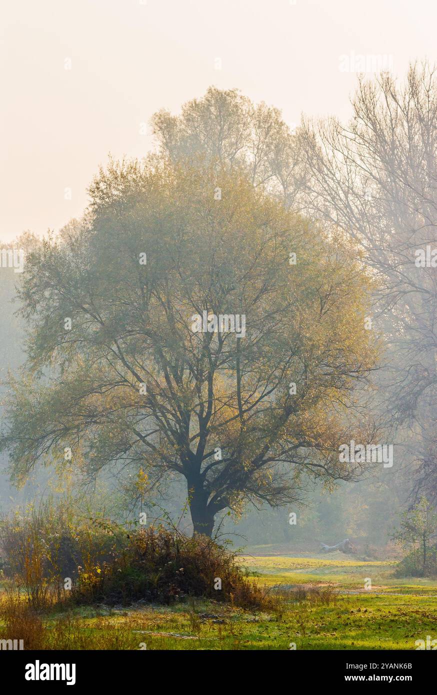 landscape with trees on a misty morning in autumn. nature scenery late fall season. mysterious outdoor adventure in the park Stock Photo