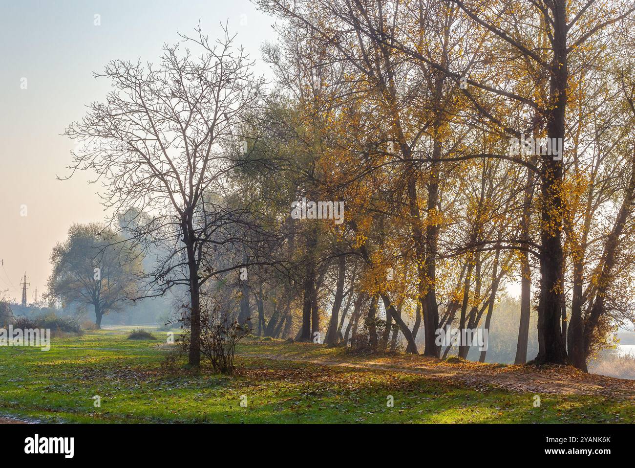 landscape with trees on a misty morning in autumn. nature scenery late fall season Stock Photo