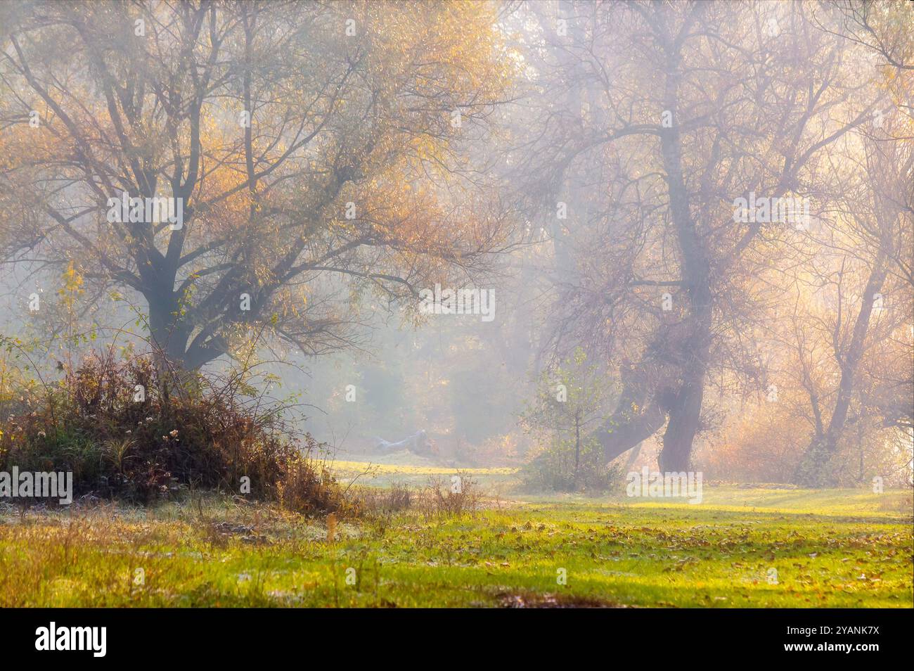 landscape with trees on a misty morning in autumn. nature scenery late fall season. cold weather in magic light Stock Photo
