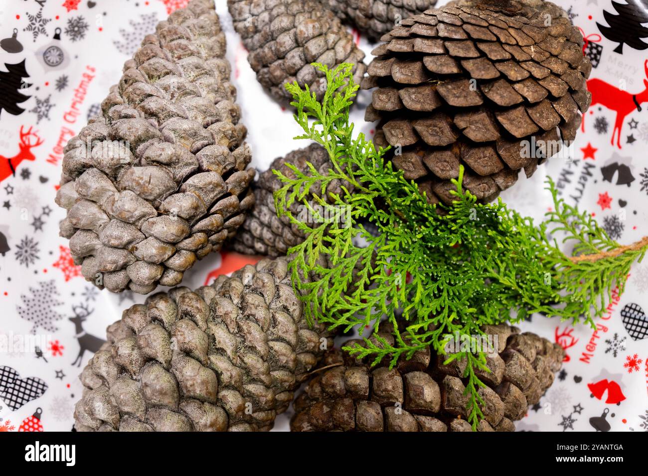 Pine cones on a Christmas background. Close-up, macro. Stock Photo