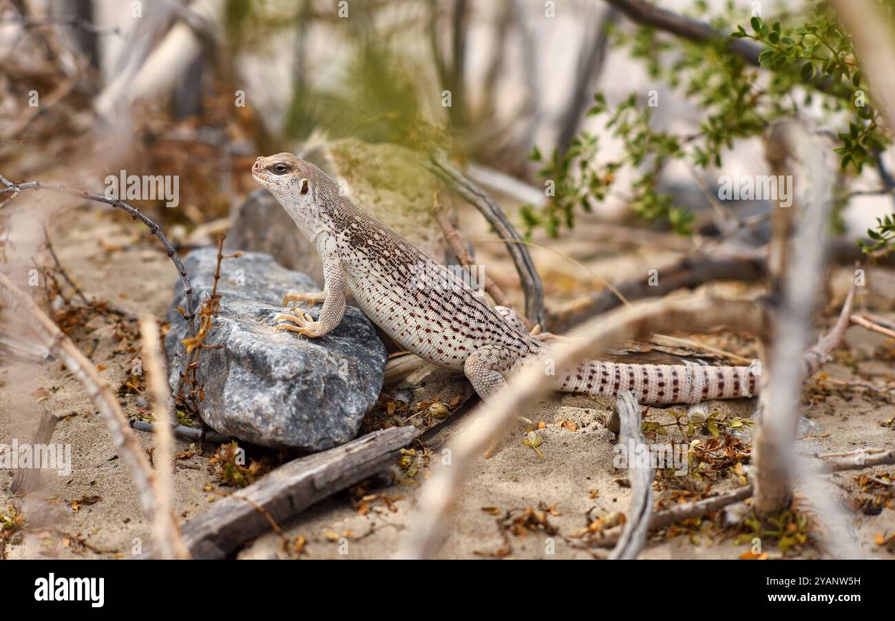 Dipsosaurus dorsalis isolated hi-res stock photography and images - Alamy