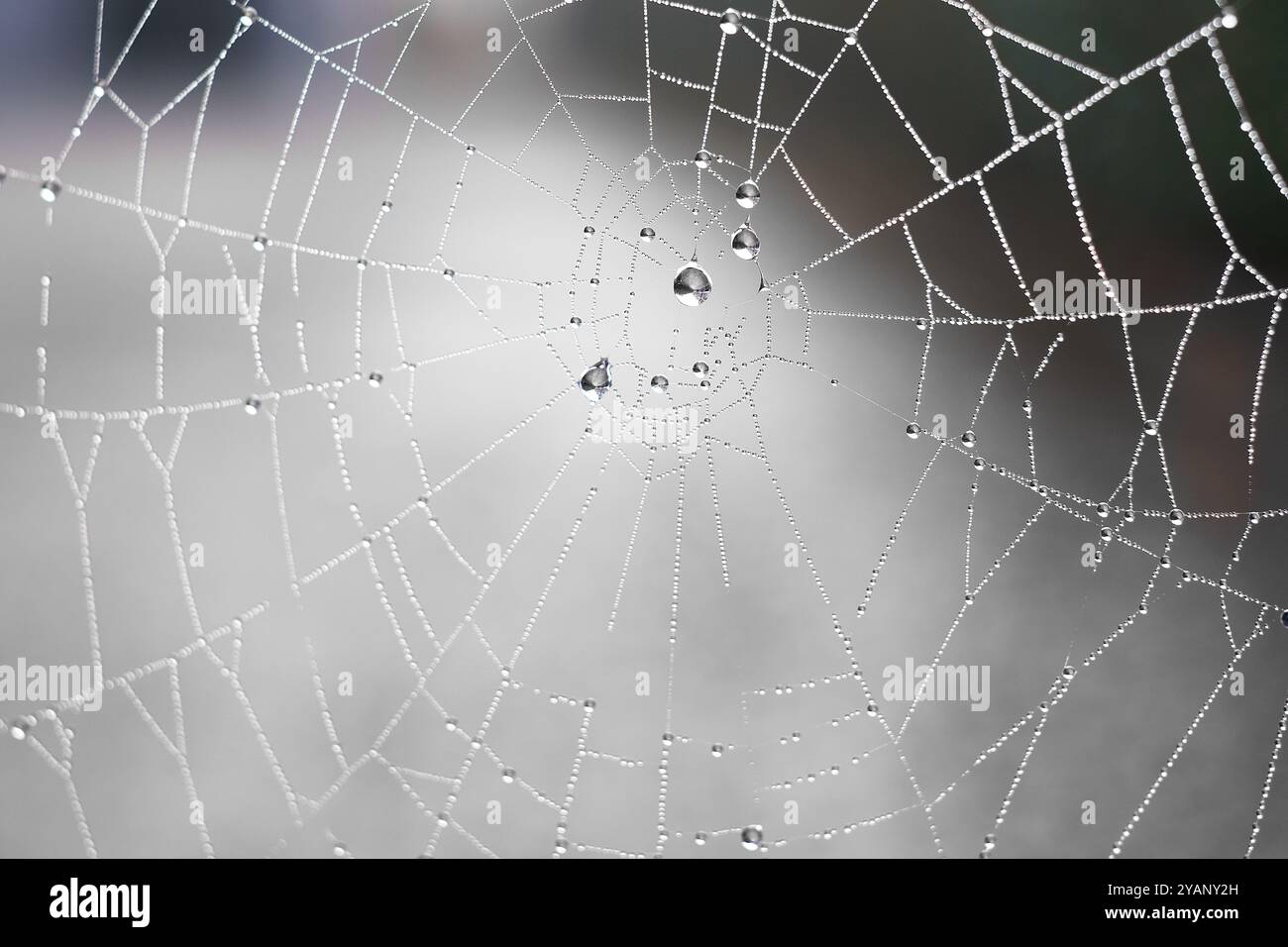 Water droplets trapped in spider webs Stock Photo