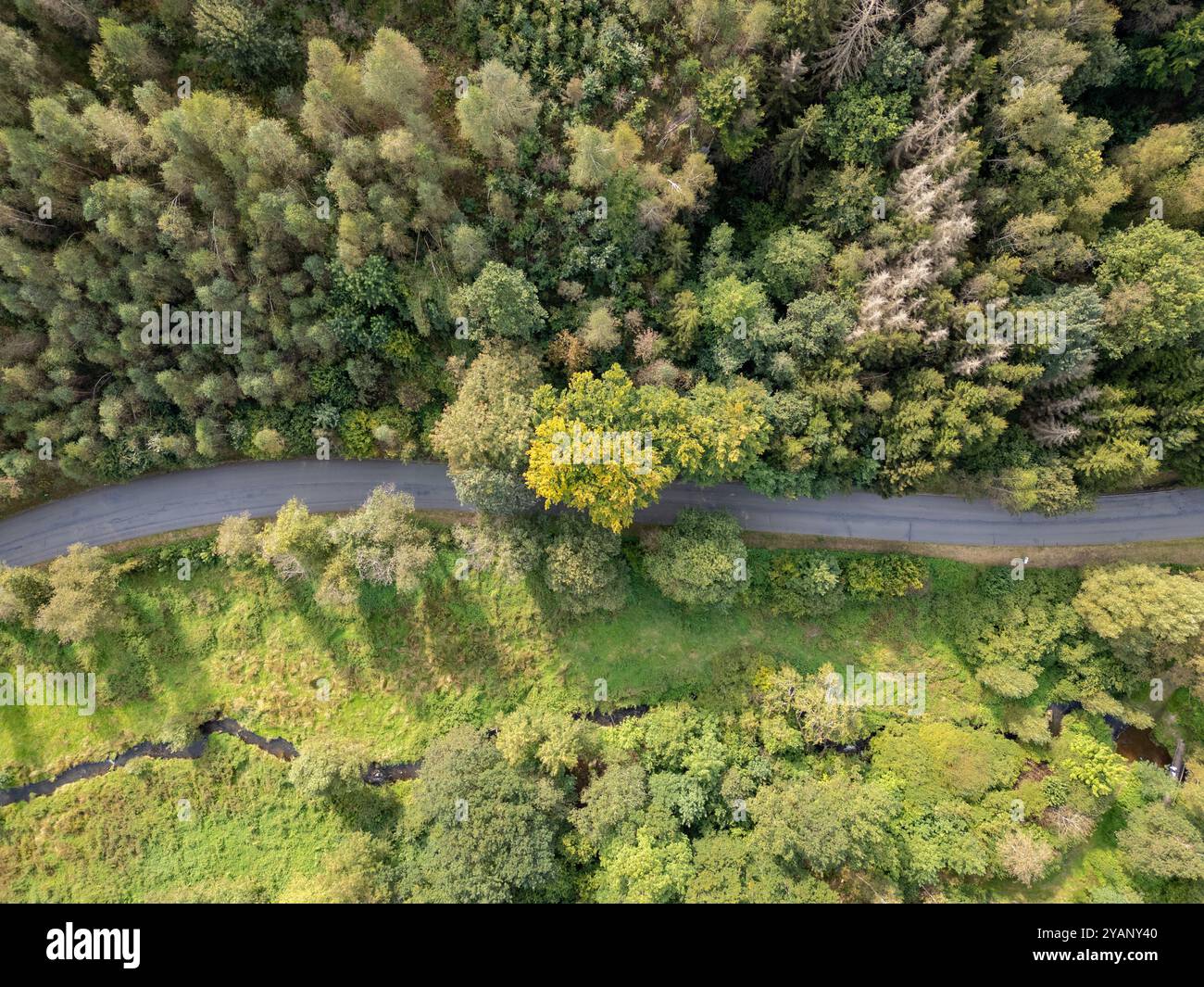 Explore lush textures forest hi-res stock photography and images - Alamy