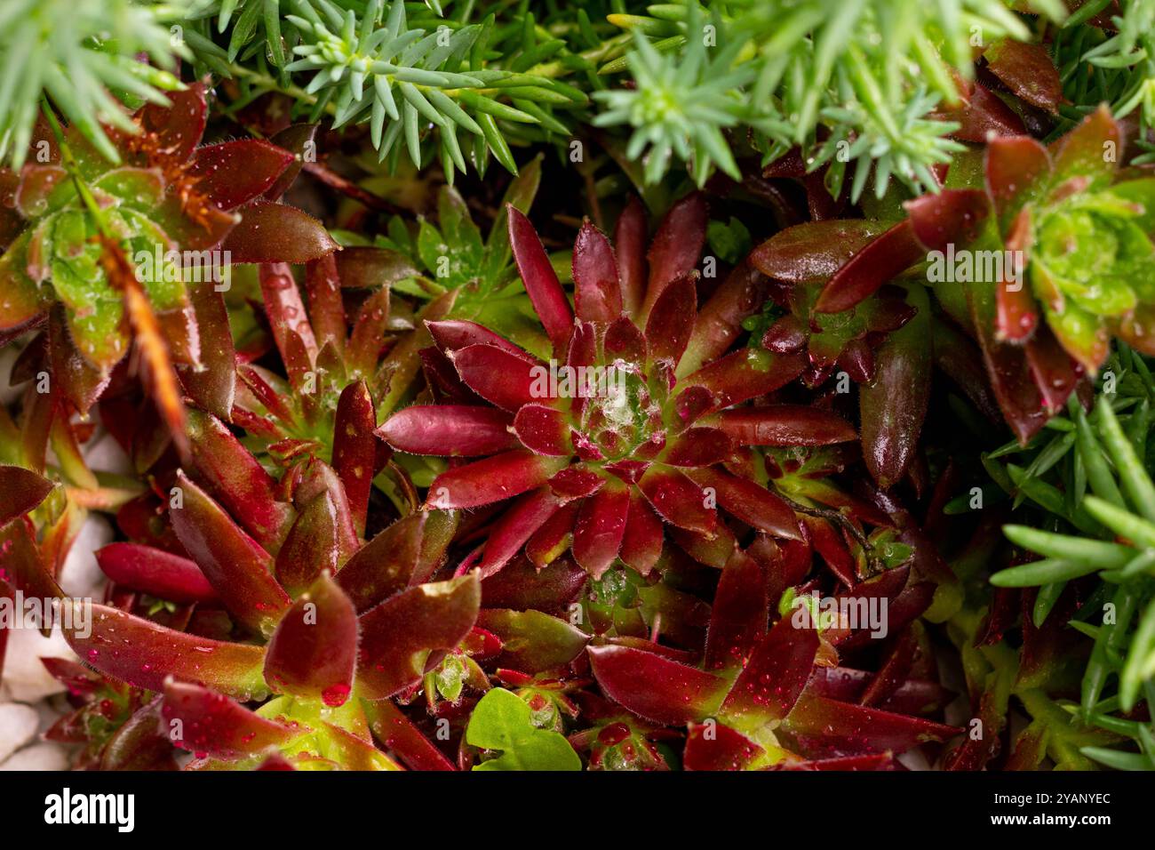 Succulent plants under drops of rain Stock Photo