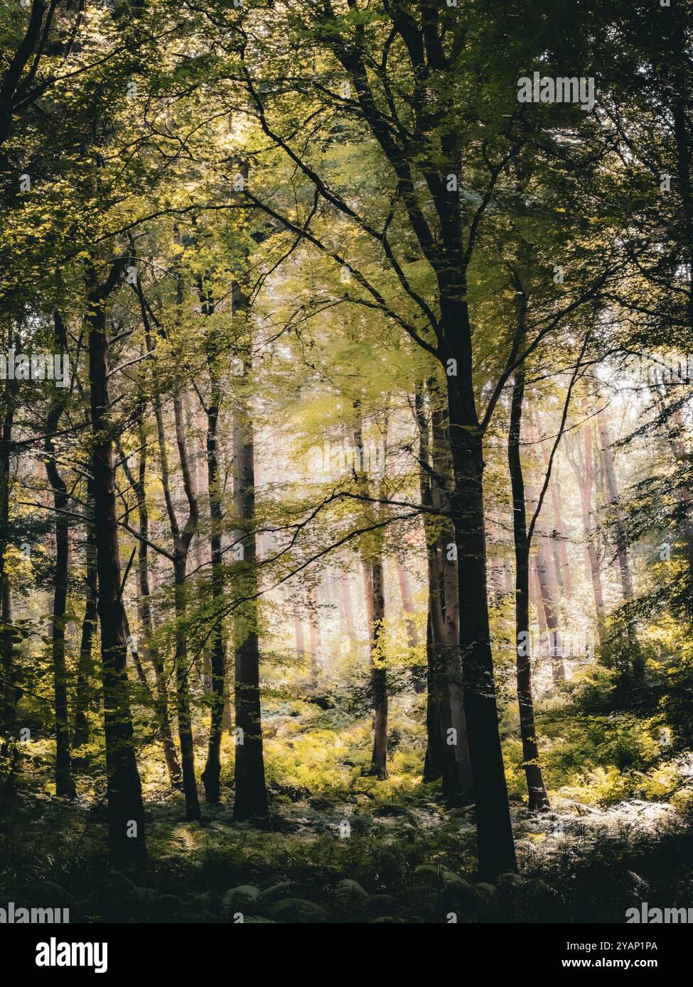 Light coming through the trees at Goblin Combe, North Somerset, Bristol, England - Smartphone Captured Stock Image