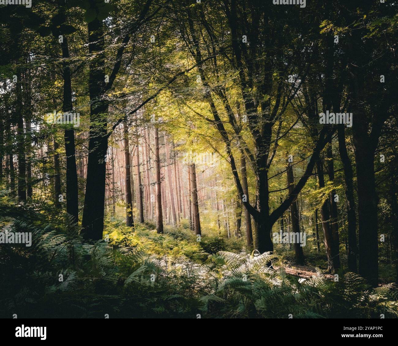 Sun rays coming through the green leaves and trees and Goblin Combe near Bristol, United Kingdom - Smartphone Captured Stock Image