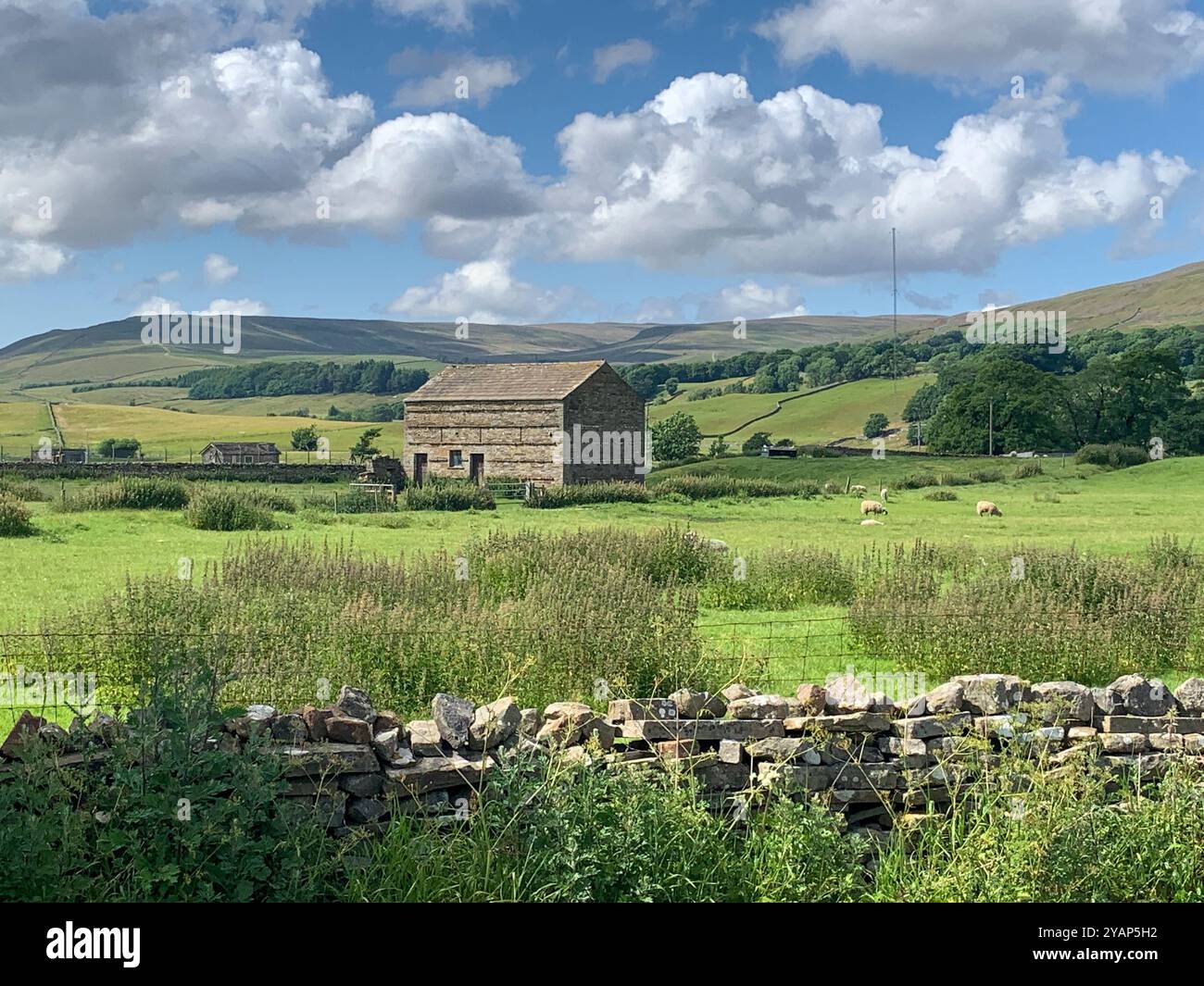 Summer sunshine on the drystone walls and barns in the countryside around Hawes, Wensleydale, North Yorkshire, UK - Smartphone Captured Stock Image