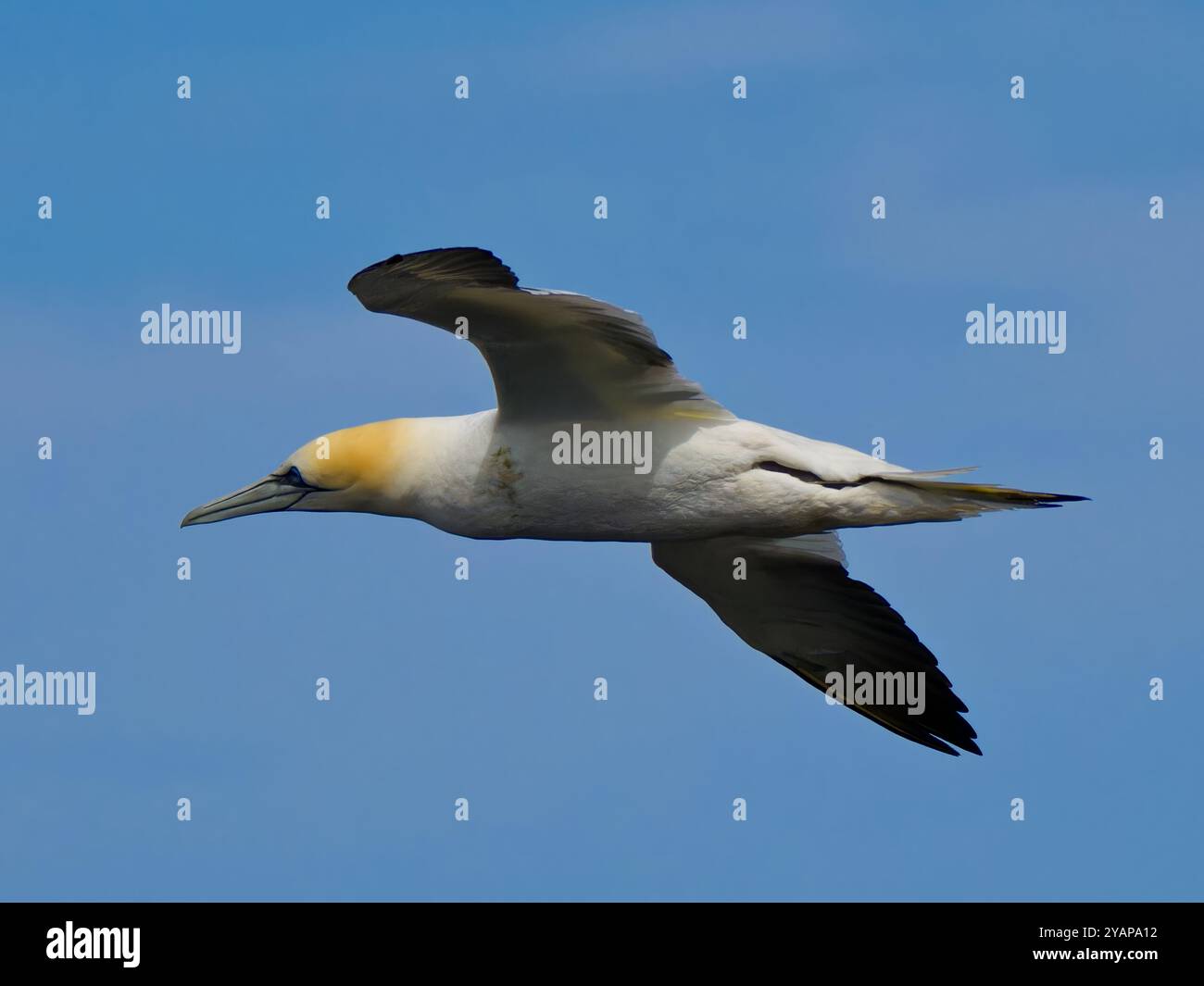 Northern Gannet (Morus bassanus). Single bird in flight. RSPB Troup ...