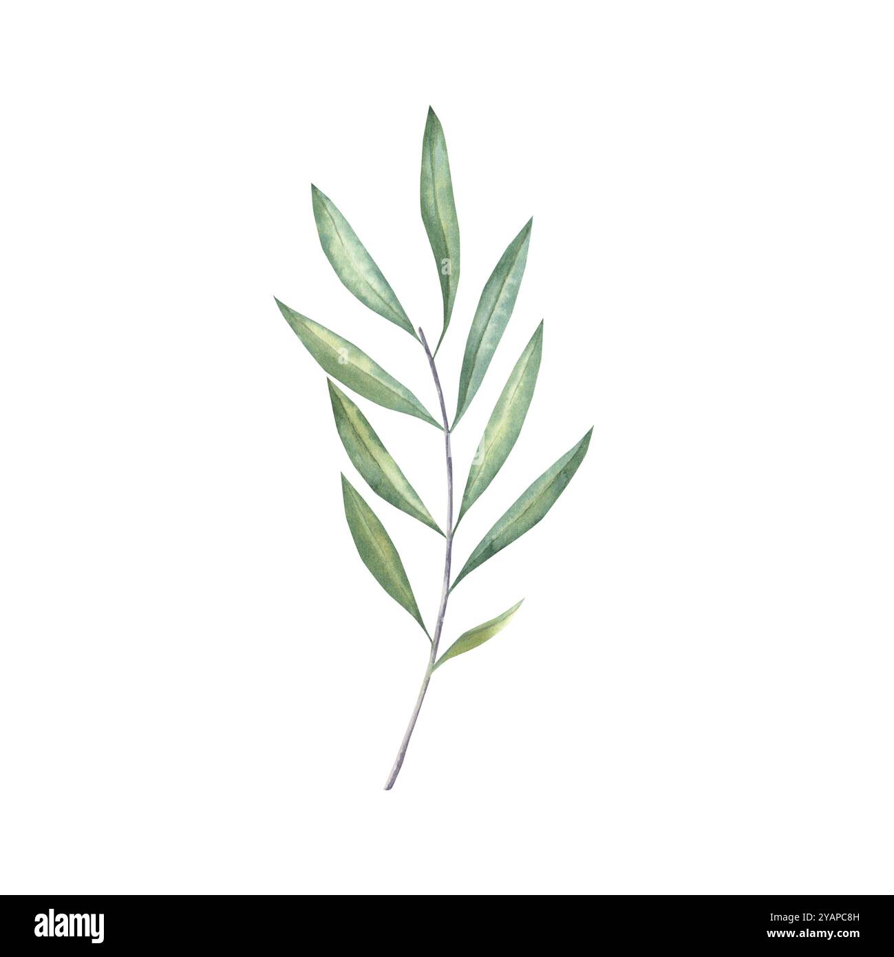 Watercolor hand drawn olive branch illustration Stock Photo - Alamy