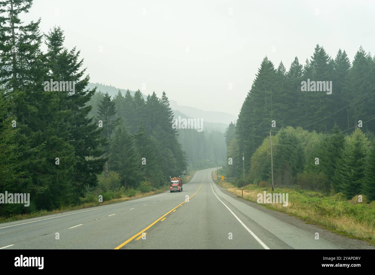 A winding road surrounded by trees in the Pacific Northwest on a foggy ...