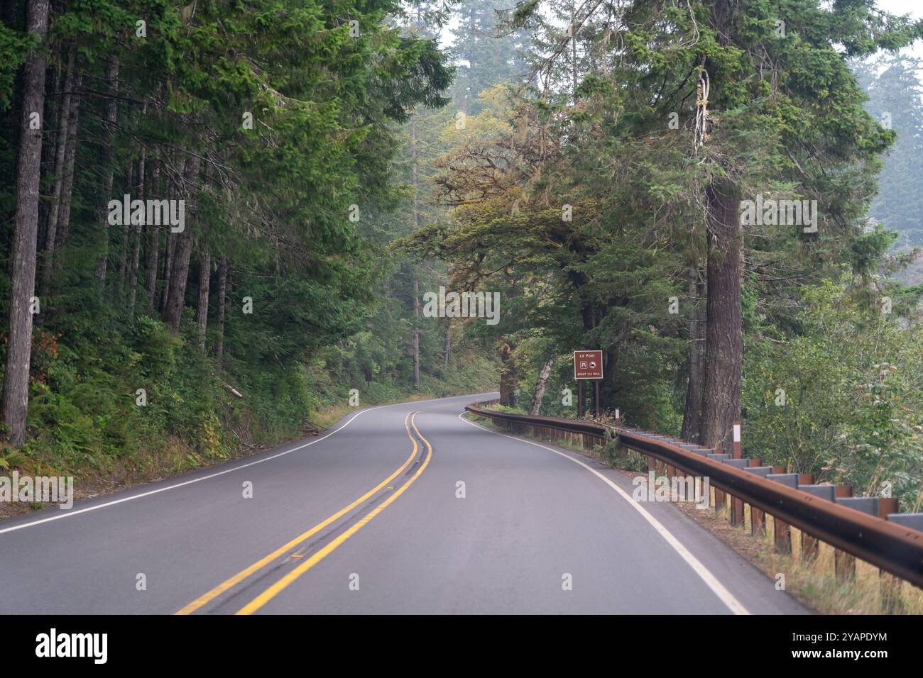 A winding road surrounded by trees in the Pacific Northwest on a foggy ...