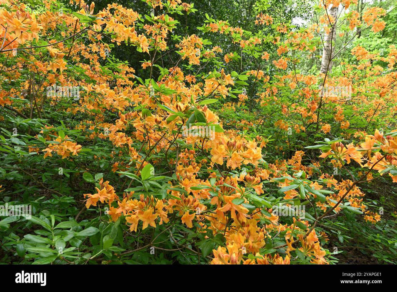 Rhododendron golden lights hi-res stock photography and images - Alamy