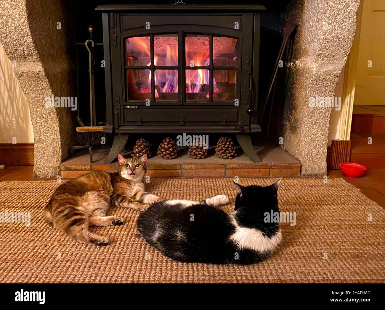 Two cats relaxing in front of wood burner. - Smartphone Captured Stock Image